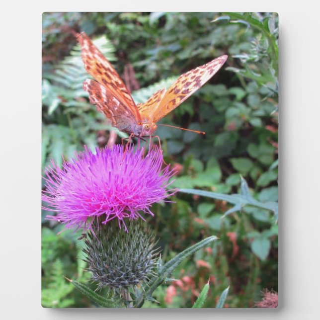 Plaque Photo Beau papillon orange sur fleur de chardon (Devant)
