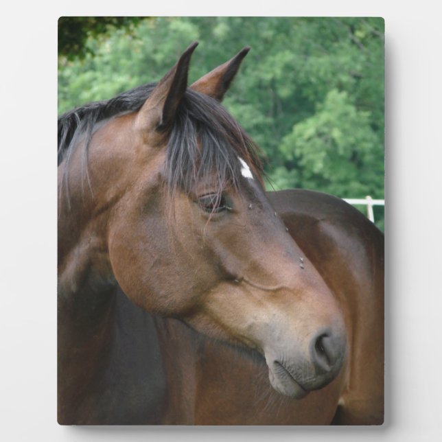 Plaque Photo Beautiful Bay Horse (Devant)