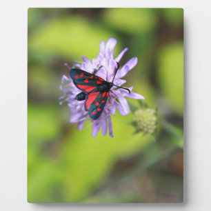 Plaque Photo Beautiful moth
