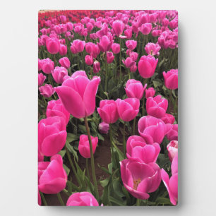 Plaque Photo Beautiful Rose Tulips, Oregon