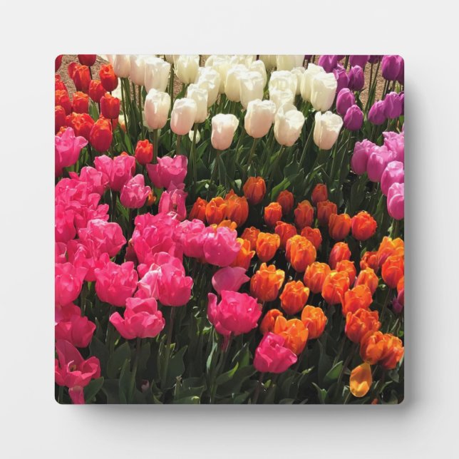 Plaque Photo Beautiful Tulip (Devant)