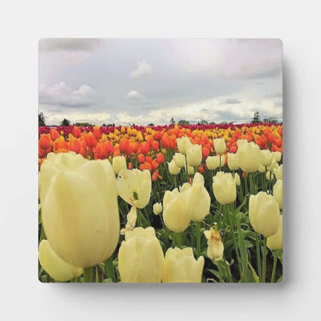 Plaque Photo Beautiful Tulip Field (Devant)