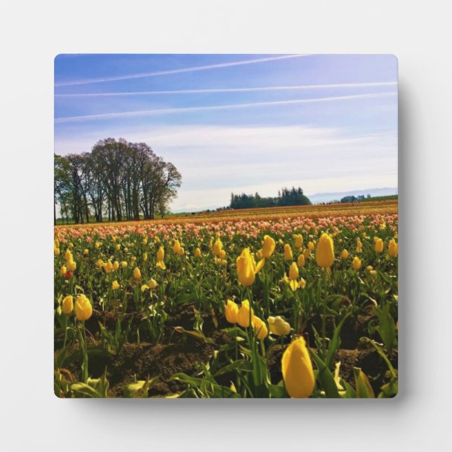 Plaque Photo Beautiful Tulip Field (Devant)