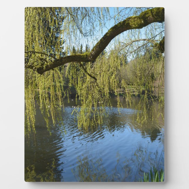 Plaque Photo beaux arbres de saule printaniers au bord de l'éta (Devant)