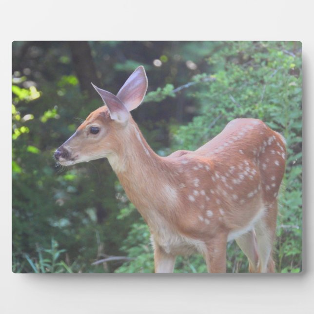 Plaque Photo Bébé - Cerf de queue blanche (Devant)