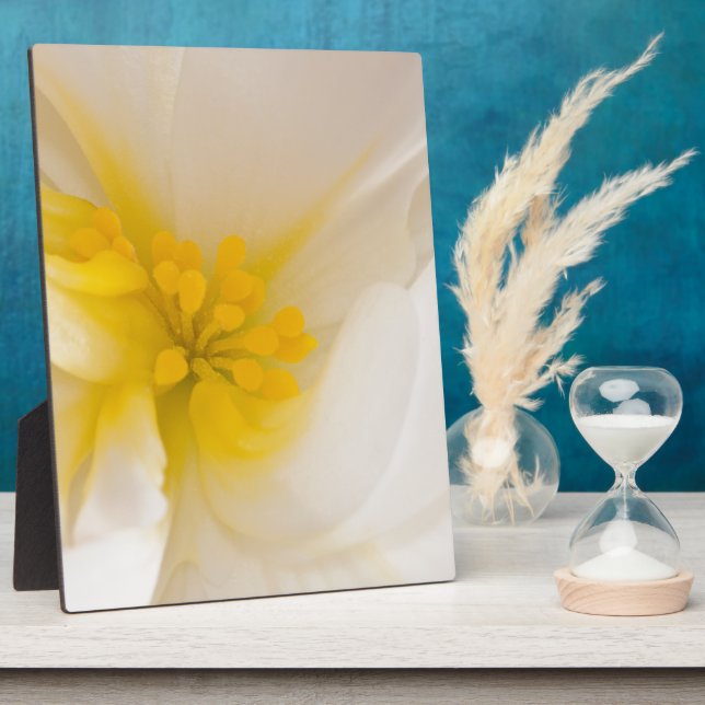 Plaque Photo Bégonie blanche (Côté)