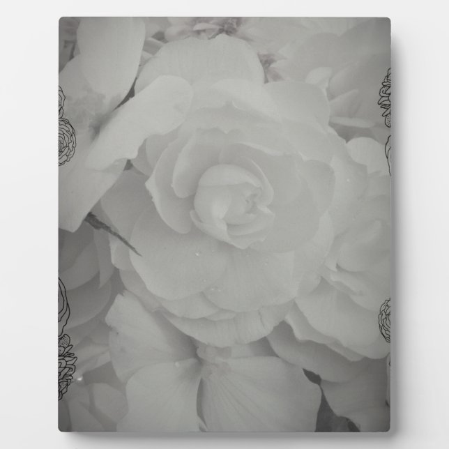 Plaque Photo Bégonie blanche (Devant)