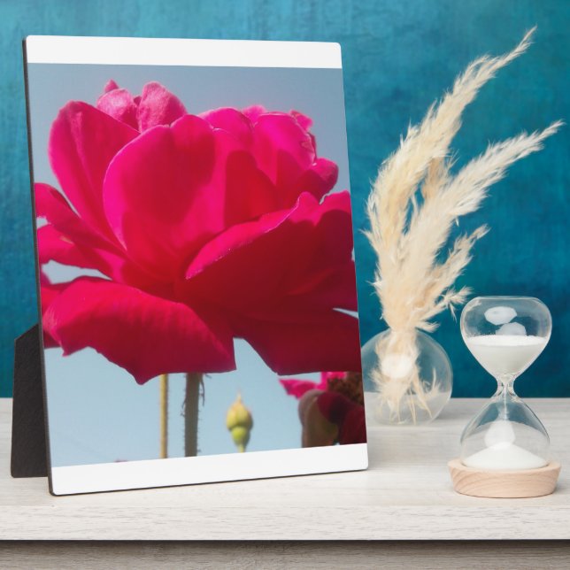 Plaque Photo Belle belle Rose céleste rouge contre bleu (Côté)