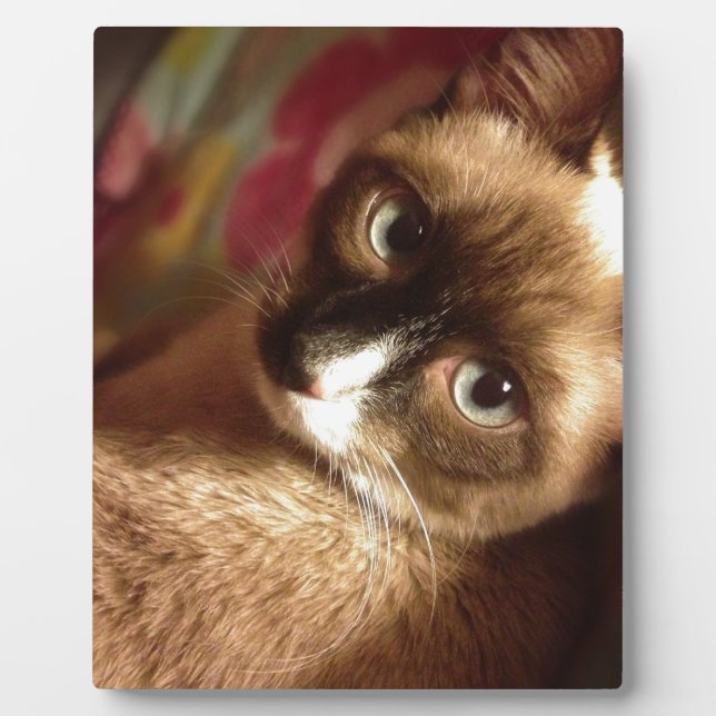 Plaque Photo Belle Chat Brown (Devant)