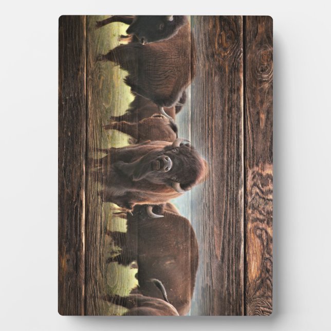 Plaque Photo Belle Trousse De Buffalo (Devant)