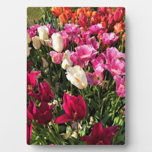 Plaque Photo Belle Tulip Garden Lit, Oregon