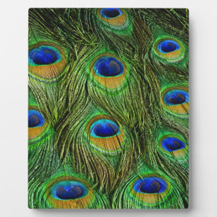 Plaque Photo Belles plumes de paon