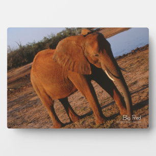 Plaque Photo Big Red