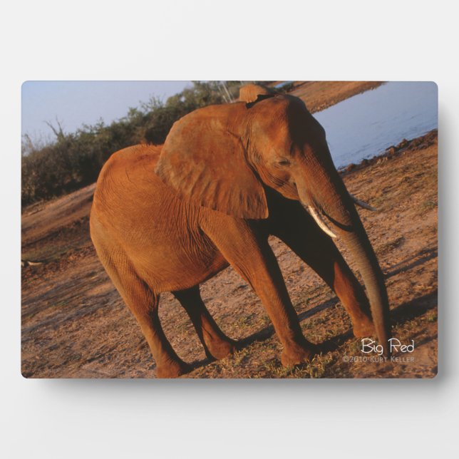 Plaque Photo Big Red (Devant)