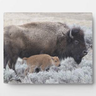 Plaque Photo Bison vache et veau, Yellowstone
