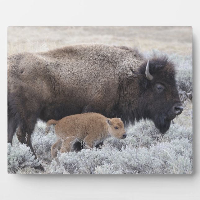 Plaque Photo Bison vache et veau, Yellowstone (Devant)