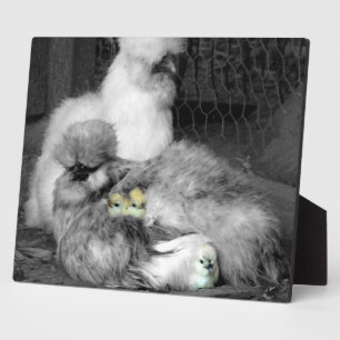 Plaque Photo Black and White Silkie Chickens with yellow Chicks