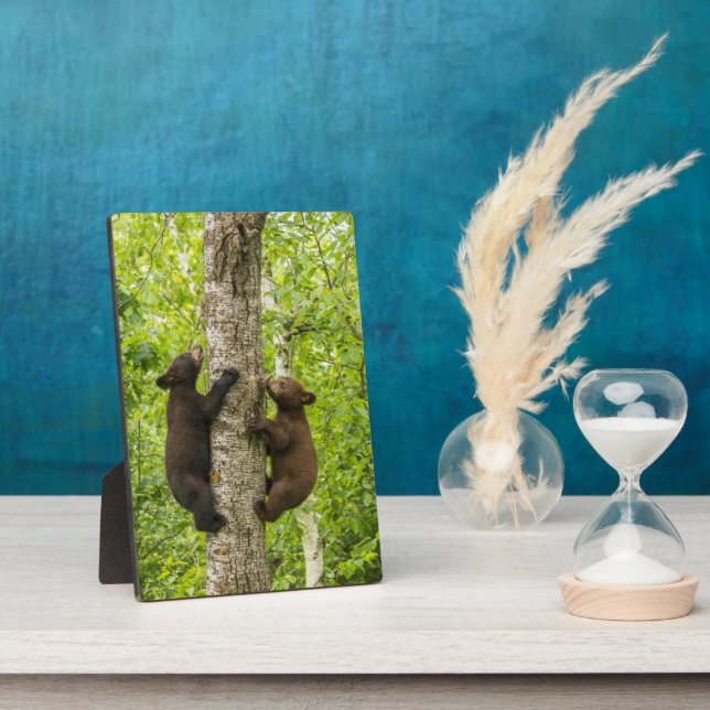 Plaque Photo Black Bear Cubs Climbing Tree (Côté)
