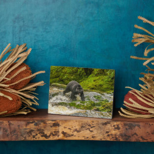 Plaque Photo Black Bear Fishing Qua Creek Colombie-Britanniqu