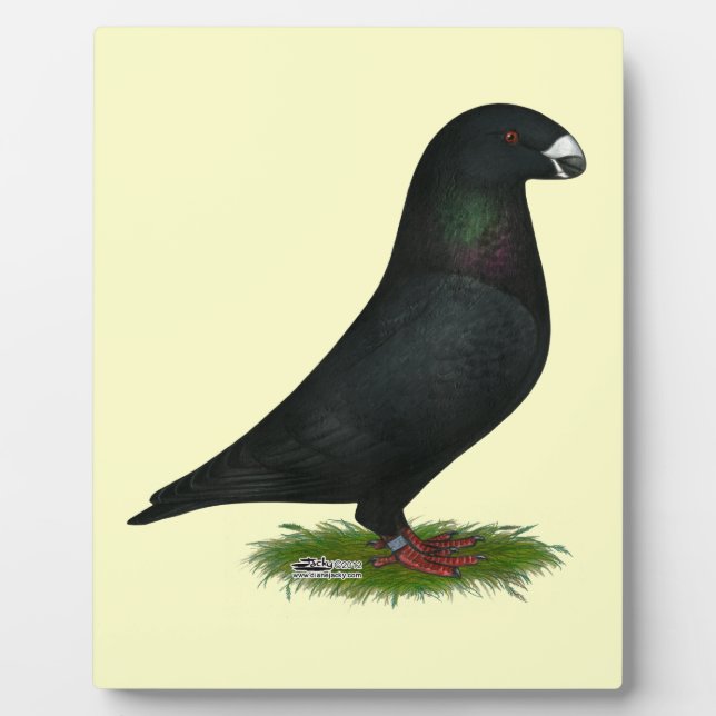 Plaque Photo Black Show Racer (Devant)