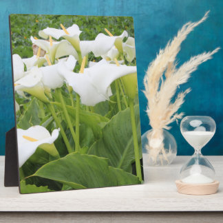 Plaque Photo Blanc Calla Lily
