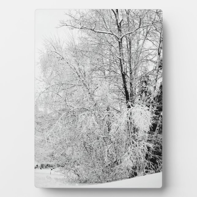 Plaque Photo Blancs d'hiver (Devant)