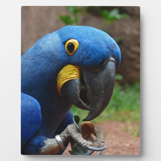 Plaque Photo blauaras parrot (Devant)