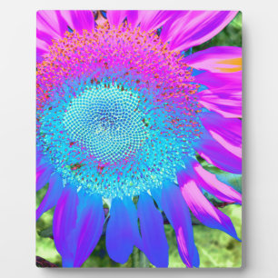 Plaque Photo Bleu rose rétro tournesol funky photo
