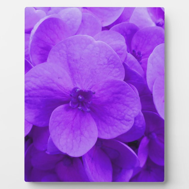 Plaque Photo Bleu violet Hydrangea (Devant)