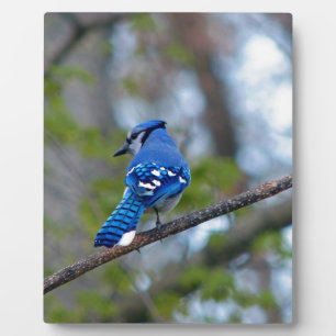 Plaque Photo Blue Jay