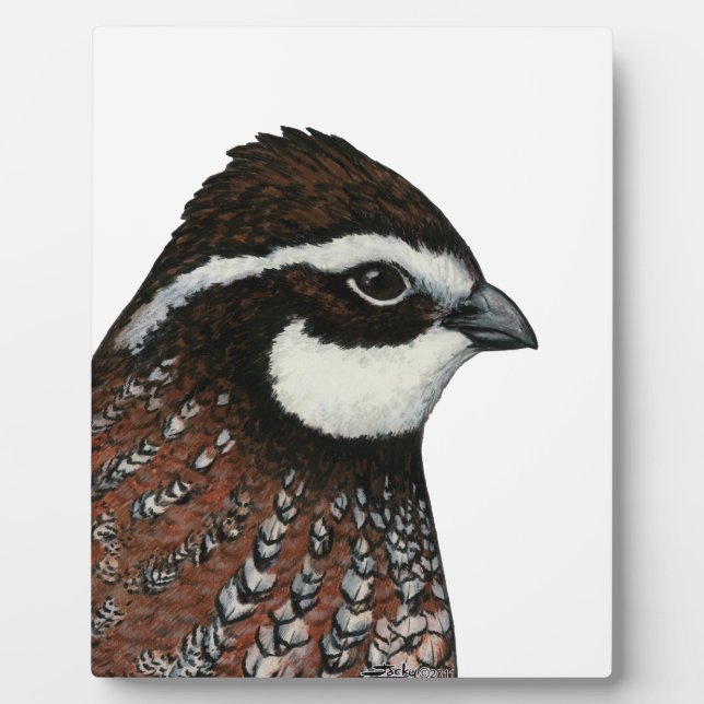Plaque Photo Bobwhite Quail Head (Devant)