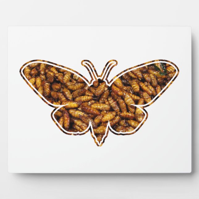 Plaque Photo Bombyx Mori Silk Moth Cycle de vie Silhouette (Devant)