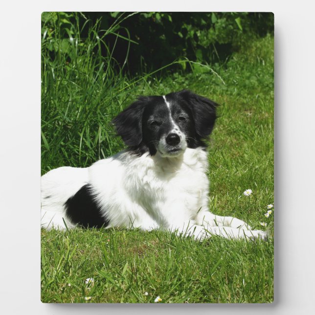 Plaque Photo Bordure Collie (Devant)