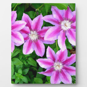 Plaque Photo botanique boho élégant floral violet rose clair