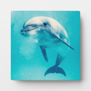 Plaque Photo Bottlenosed Dolphin Underwater