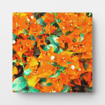 Bougainvilliers orange vif