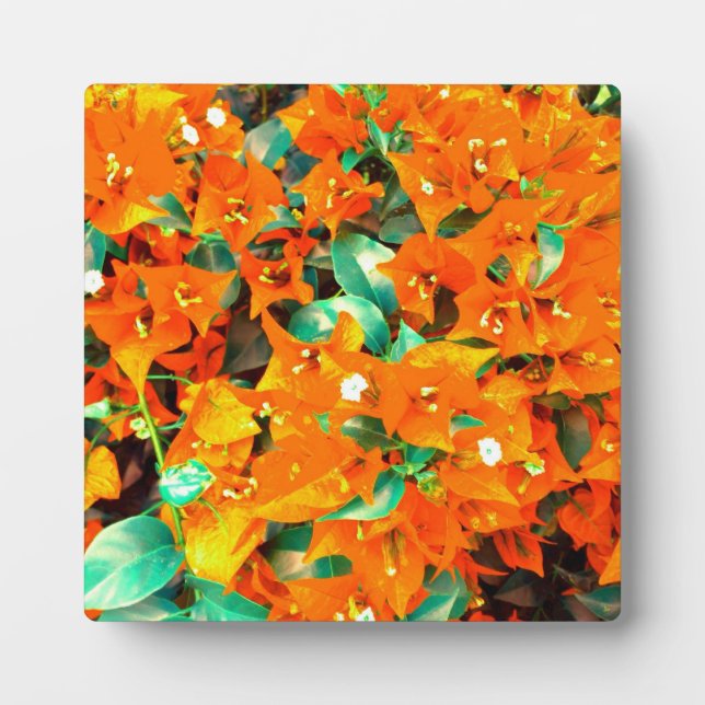 Plaque Photo Bougainvilliers orange vif (Devant)