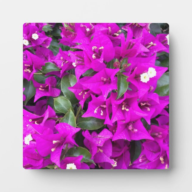 Plaque Photo Bougainvilliers violets vifs (Devant)