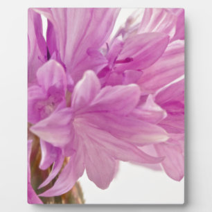 Plaque Photo Bouton de mise à jour