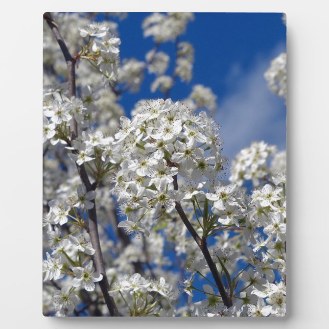 Plaque Photo Bradford Pear Blooms (Devant)