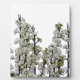 Plaque Photo Bradford Pear Blossoms