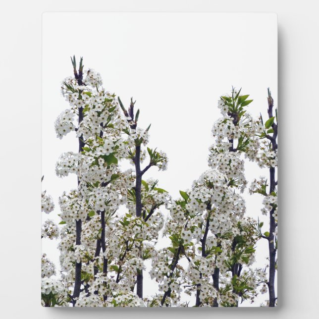 Plaque Photo Bradford Pear Blossoms (Devant)