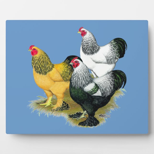 Plaque Photo Brahmas Three Roosters (Devant)