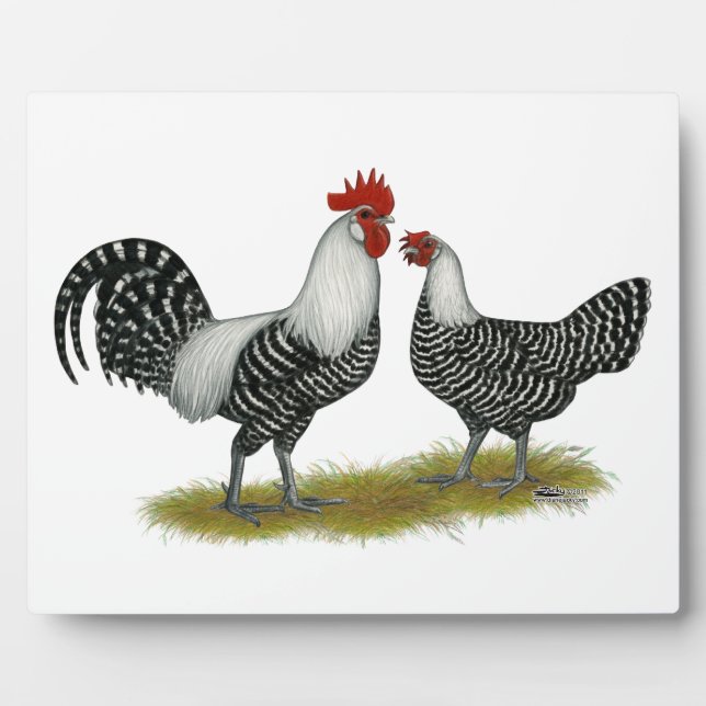 Plaque Photo Brakel Chickens (Devant)