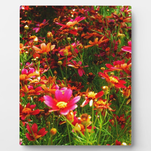 Plaque Photo Bright pink and yellow Daisy Wild flowers (Devant)