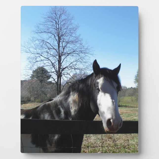Plaque Photo Brown &blanc, Cheval Peint, ciel bleu vif (Devant)