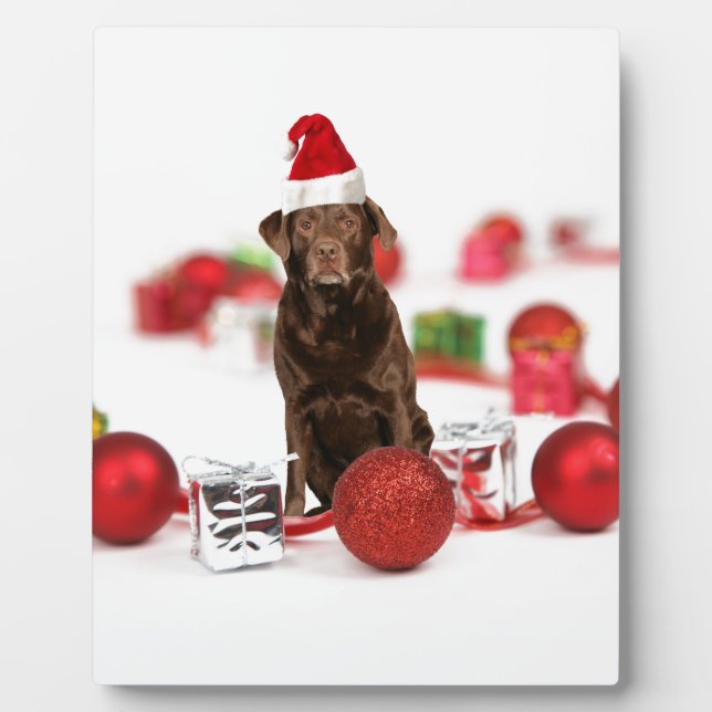 Plaque Photo Brown Labrador Chien Noël w Cadeaux Santa Hat (Devant)