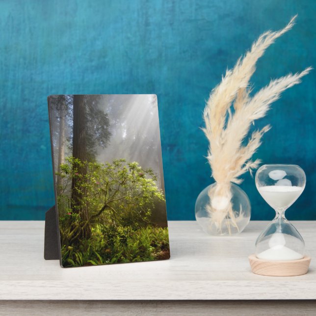 Plaque Photo Brume matinale sur Rhododendron (Côté)