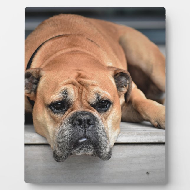 Plaque Photo Bull Dog (Devant)