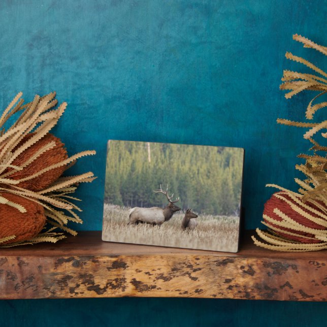 Plaque Photo Bull Elk dans le pré | Parc national de Yellowston (Côté)